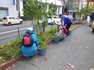 ヘメロカリスを刈り込む植物ボランティア