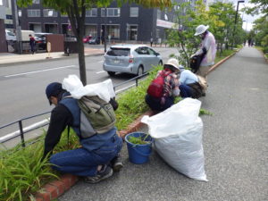 9月1日の植物ボランティアの活動でヘメロカリスの茎刈りと除草をする様子