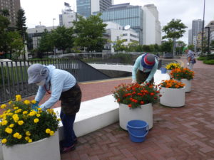 9月3日の花くらぶの活動でまんなか広場コンテナのお手入れをする様子
