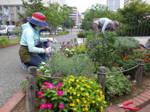 9月3日の花くらぶの活動で花壇のお手入れをする様子