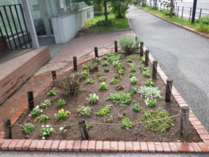 花壇に植え込まれた越冬