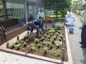 花壇に越冬ビオラを植え込む花くらぶのメンバー
