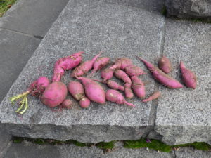 コンテナに植え込んだイポメアの花苗撤去で出てきたおいもたち