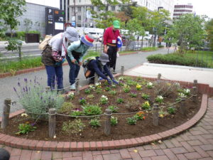 花壇の手入れをする花くらぶ
