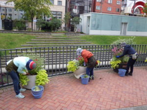 10月8日にコンテナの花苗撤去を行う花くらぶ