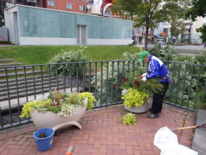 10月8日にコンテナの花苗撤去を行う花くらぶ