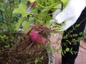 コンテナに植え込んだイポメアの花苗撤去で出てきたおいも