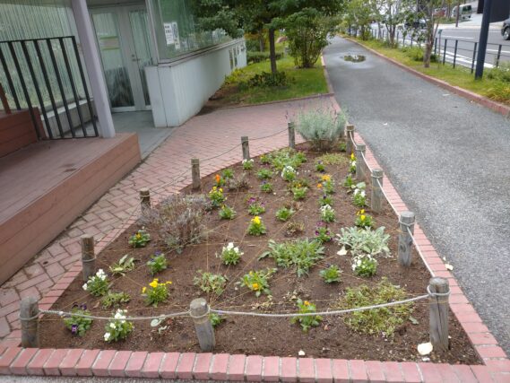 「北2条の花壇にビオラを植え込みました」の画像