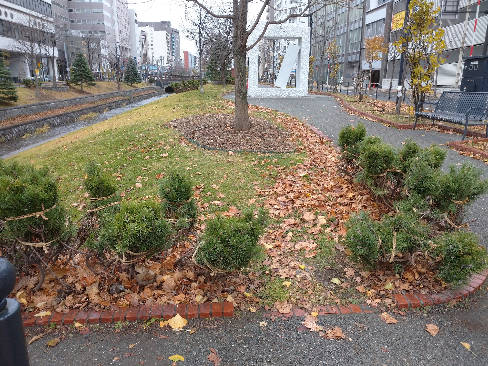 樹木の冬囲い 創成川公園