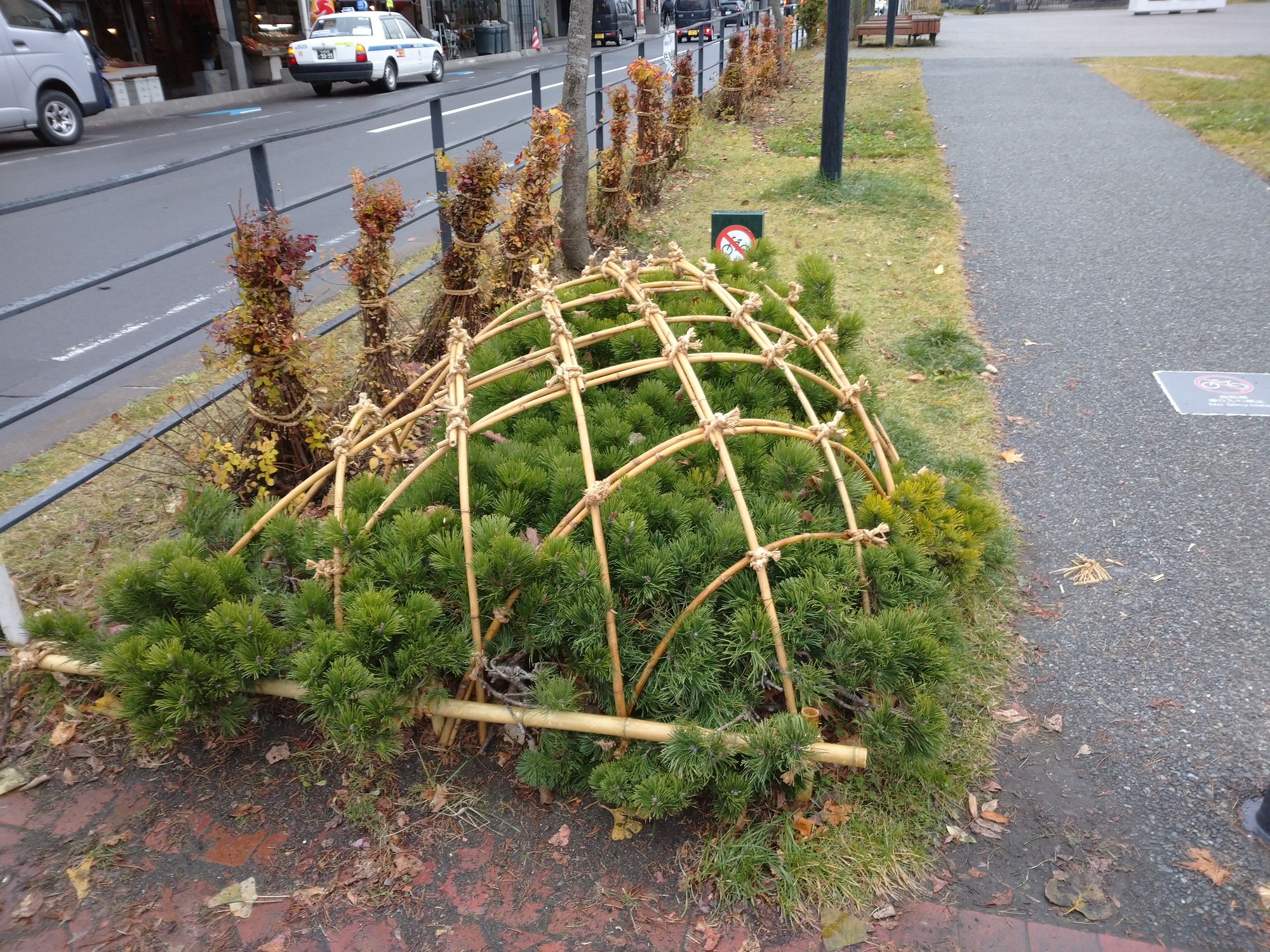 樹木の冬囲い 創成川公園