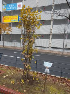 ライラックの冬囲いの様子