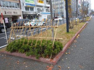 モンタナマツの竹を使った冬囲いの様子