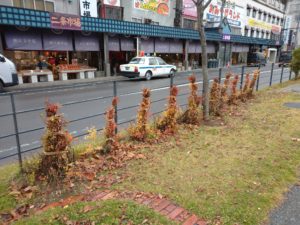 シモツケの冬囲いの様子