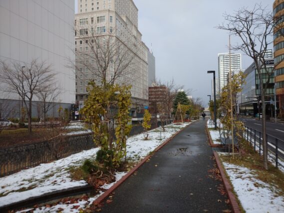 「樹木の冬囲い」の画像