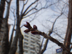 エゾヤマザクラの冬芽