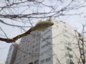 キタコブシの冬芽