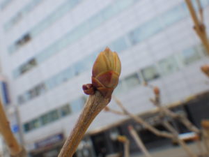 ライラックのプレジデントリンカーンの冬芽