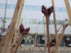 ライラックのポカホンタスの冬芽