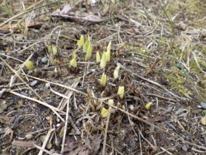 雪が解けた花壇から顔を出したヘメロカリスの芽