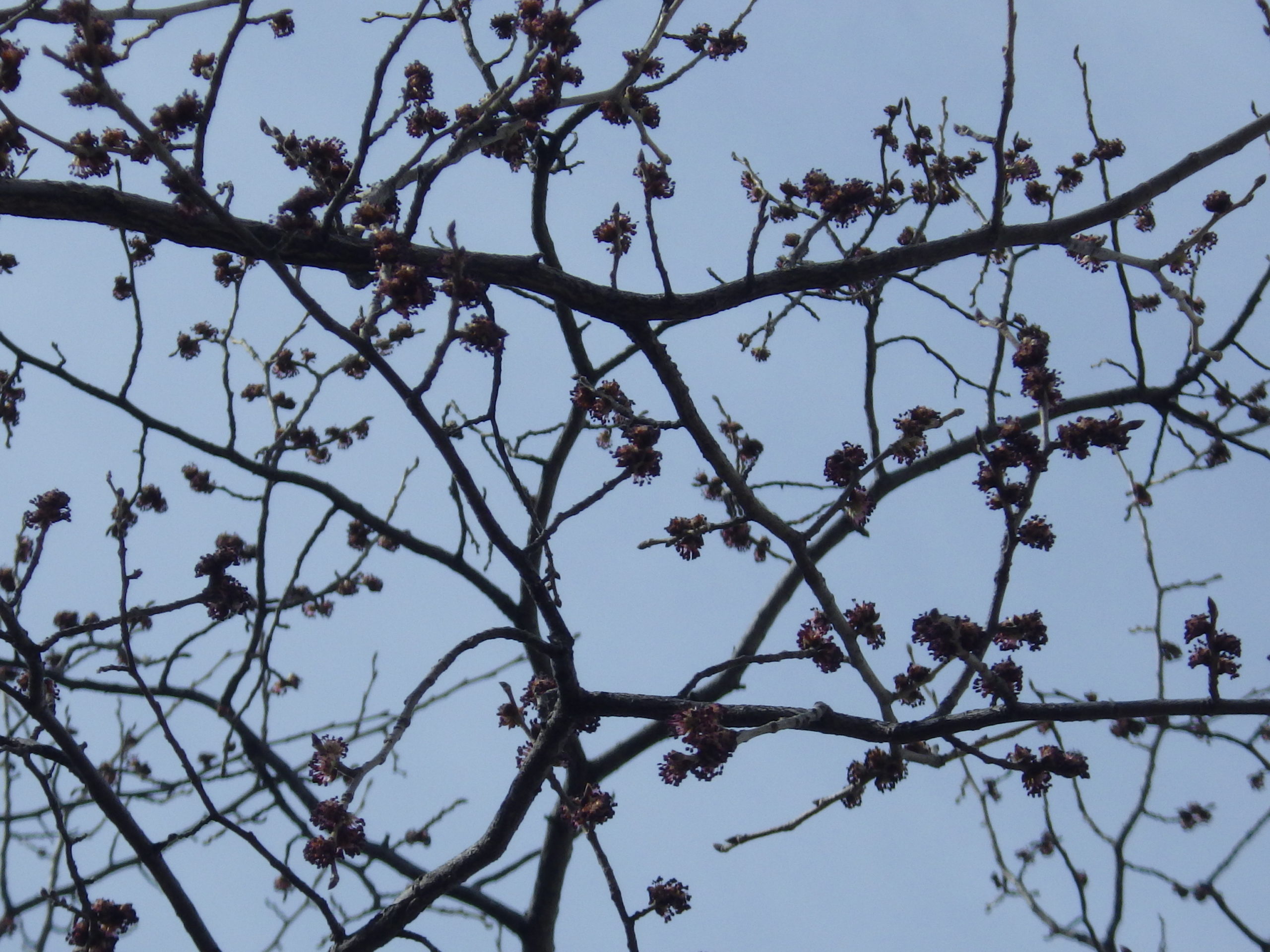 春一番の花 創成川公園
