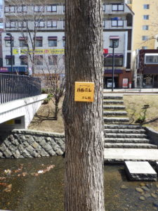 4月6日の植物ボランティアの活動でボランティアがとり付けた樹名板