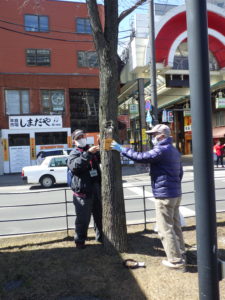 4月6日の植物ボランティアの活動で南3条で樹名板をつけるボランティア