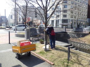 4月6日の植物ボランティアの活動で南2条で樹名板をつけるボランティア