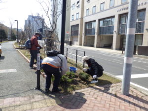 4月7日のお助け隊の活動でモンタナマツの冬囲い撤去をするボランティアさんたち