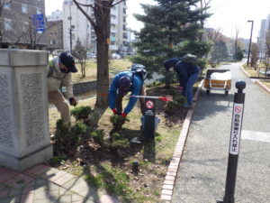 4月7日のお助け隊の活動でモンタナマツの冬囲い撤去をするボランティアさんたち
