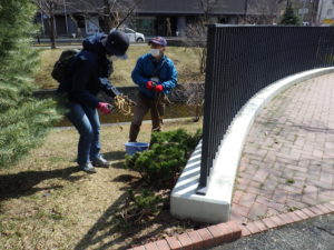 4月7日のお助け隊の活動でモンタナマツの冬囲い撤去をするボランティアさんたち