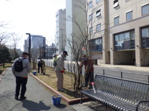 4月7日のお助け隊の活動でライラックの冬囲い撤去をするボランティアさんたち