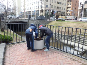 4月15日の花くらぶの活動で、コンテナの土を起こすボランティア