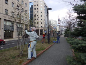 4月20日の植物ボランティアでライラックの春剪定をするボランティアさん