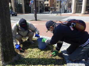 4月21日のお助け隊で円形桝の除草をするボランティアさん