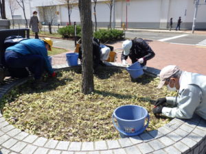 4月21日のお助け隊で円形桝の除草をするボランティアさん
