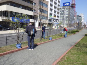 4月27日の植物ボランティアの活動でライラックの剪定をするボランティア