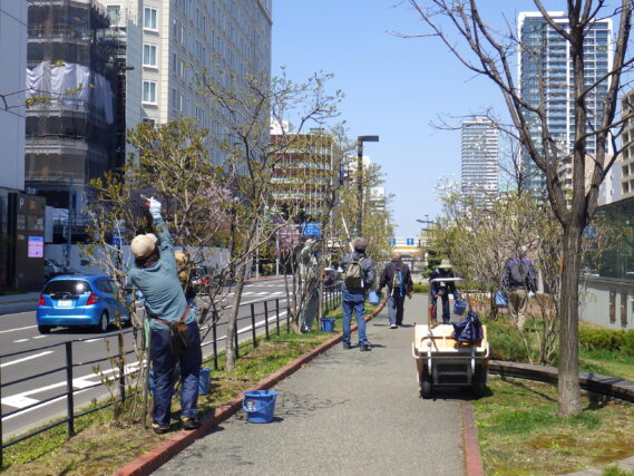 「公園ボランティアは今週もライラック剪定と除草に励みました」の画像