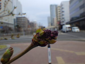 4月13日のライラックアセシッピーの芽の様子