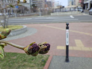 4月13日のライラックアセシッピーの芽の様子