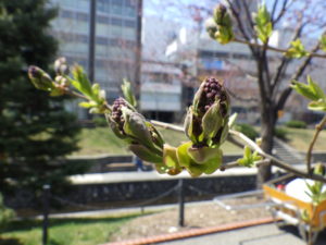 4月21日のライラック、アセシッピーの花芽