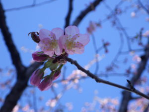 4月20日のエゾヤマザクラの花の様子