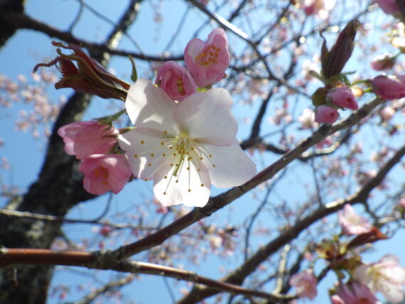 「ライラックの芽も膨らんで5月に園内ライラックの写真募集」の画像
