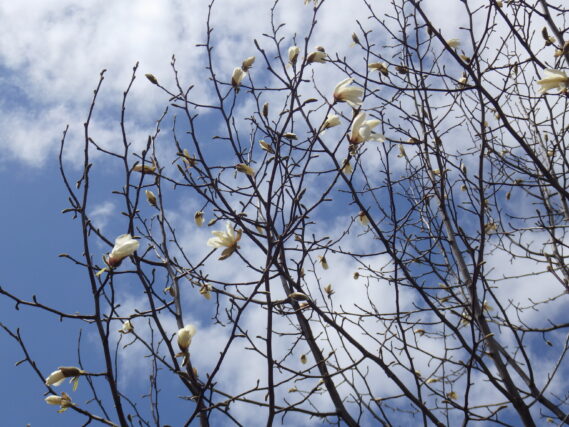 「キタコブシの花が開き始めました」の画像