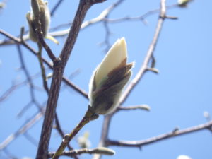 4月11日のキタコブシの様子