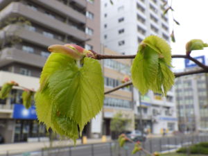 4月28日のシナノキの若葉の様子