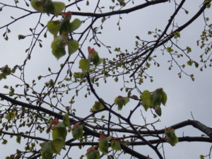 4月28日のシナノキの若葉の様子