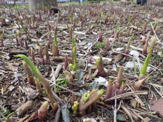 「スズランが芽を出しました」の画像