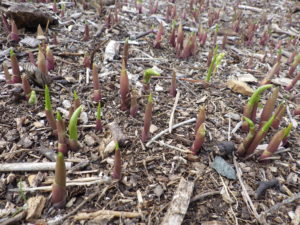 4月28日のスズランの芽の様子