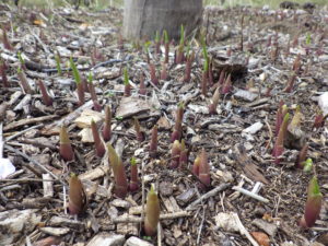 4月28日のスズランの芽の様子