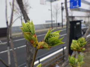 4月17日のライラック、ステップマンの花芽